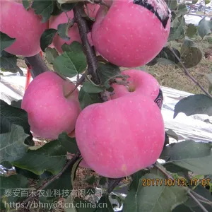 矮化苹果树苗新品种 晚熟红富士 烟 富10号苹果苗***格