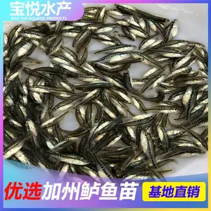 绍兴鲈鱼苗报选 活体养殖
