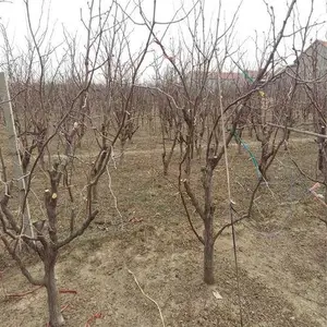 出售10公分枣树/12公分枣树价格/15公分枣树价格=今年占地枣树产地报价