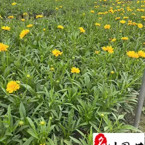 金鸡菊工程苗批发 金鸡菊杯苗价格 成都花卉苗木基地直供 工程园林绿化花卉批发