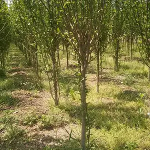 4公分木槿,3公分木槿花价格,哪里有木槿树