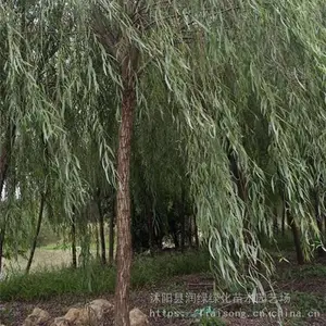 ��������ֱ����֦���� �޽ӻƽ� ��˿�� ���� �̻� ��צ����