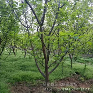 ����Ե ÷����÷��Ӧ ����ֲ���÷С�� ԰���̻�