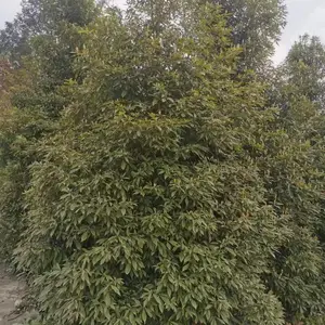 批 发10公分小叶桢楠,树形漂亮,常青工程绿化苗 规格多