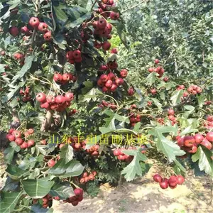 新品种甜红子山楂树苗 河南嫁接山楂苗甜山楂苗 品种好易储存
