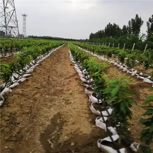 ������������ӣ����|��ӭ����