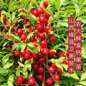 广东二年生钙果苗价格,欧李苗
