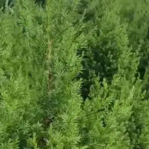 城子坦哪里有东方松树塔松桧柏苗