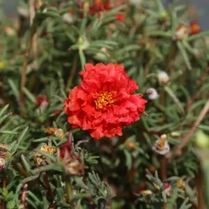 北京绿鑫花种半枝莲