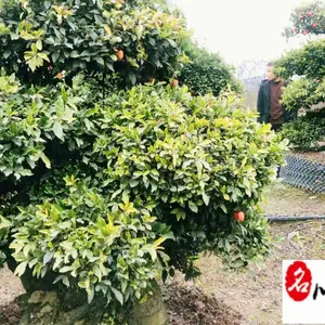 ��Ӧ���ͽ��� �ɶ�������ľ�۸� �Ĵ�������ľ���� �������