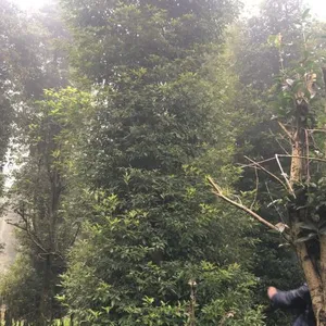Ϊʲô���ϵ���ϲ��15����СҶ���(�ľ���������е�������ΪСҶ��骼۸����