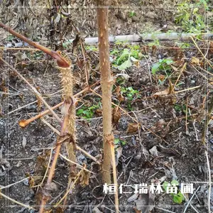 一年生刺嫩芽苗,刺老芽小苗,刺龙芽树苗,自产自销,基地直供