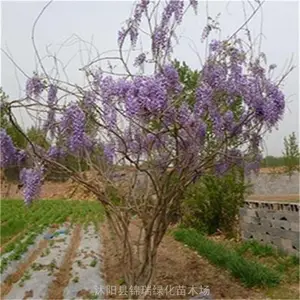 �羰������4-5-6cm������/�����ܱ��� ���ڷ��������� ����̻�