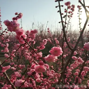 �������������� ��Ӧ���ƺõ� ��ֲ�����÷ ��ֲ�������÷���ؾ�6-9���֣�