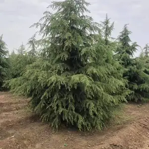 5米雪松价格