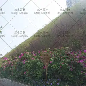 ������֣����ѣ���Ӧ