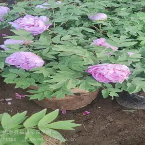 30美植袋盆栽苗包成活 裕盛牡丹苗 花园喜光耐寒耐 8分枝5年苗岛锦牡丹