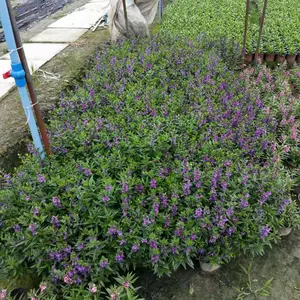 香彩雀 香彩雀杯苗供应 成都香彩雀基地 四川地被草花供应商