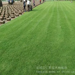 草坪多少钱一方 老鹰草草坪 草皮卷 野菊花种子