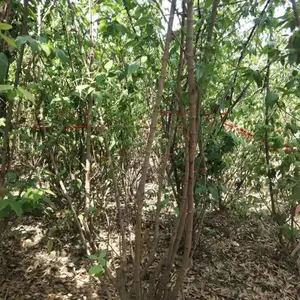 丛生腊梅基地 出售腊梅工程苗 熟货移栽过的腊梅规格多