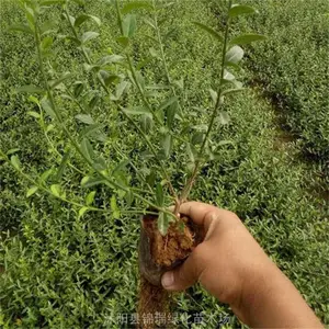 ���շ����ٻ��� ���۴�Ҷ�����ٺ�СҶ������ ����