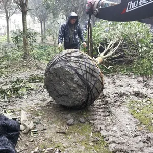 12���ֹ���һ�������Ϲ��صģ��������ι����۸���˵ģ�12���ְ��¹�۸�