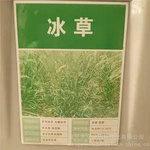 优质新采摘草坪种子 冰草种子 发芽*** 价格便宜 ***