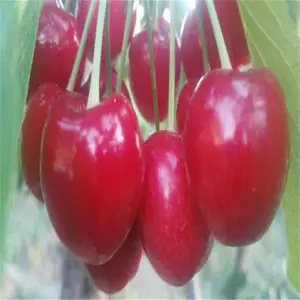 ����˹ӣ���� ���۵��� ӣ���� ���ҹ��� ˧������ ��������