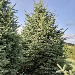 ʥ������ɼ1-8����ܷ��ɼ��Ƥ��֦��ɼ***��