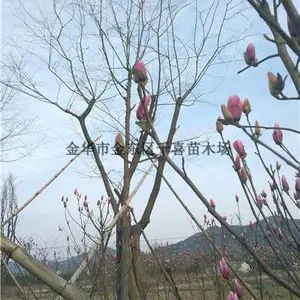 江苏朴树 南京朴树 全冠沙朴树供应商