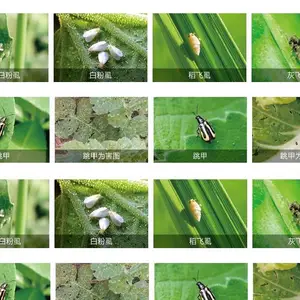 高抗白粉虱杀虫组合，立万斩针对抗性白粉虱跳甲，农资导航者