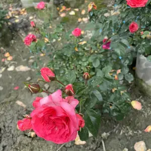 ����1�׵��ٱ��¼��Լ�Ǿޱ��������ػ��ڳ�