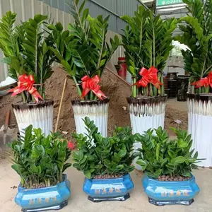 南宁汇成园艺专业室内绿植批发 绿植租赁 养护