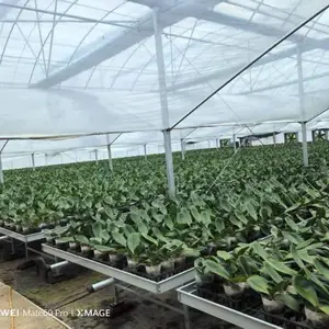 上海连体大棚厂家 欢迎咨询 厚本温室供应