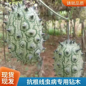�������޻ƹ� �������޻ƹ����� �������޻ƹ�����