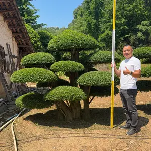 造型对节白蜡 景观工程用造型树 基地货源充足
