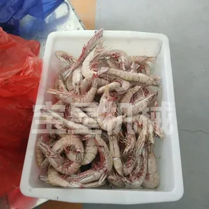 龙虾连续速冻设备 大虾速冻机 宝尔特生产隧道式冷冻机