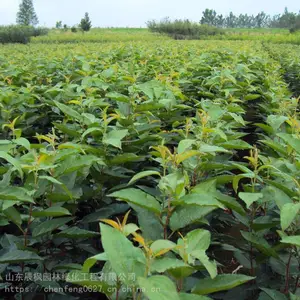 山东辰枫园林_甜茶苗_甜茶小苗_甜茶小水苗产地直供
