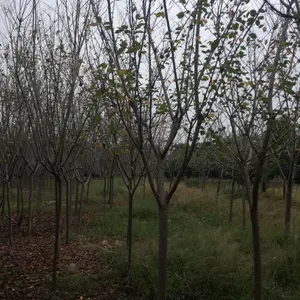 6����ӣ��7����ӣ��8����ӣ�����ؼ۸�ֱ��