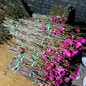 娇红1号嫁接枝条接穗-闻香园林娇红玉兰基地