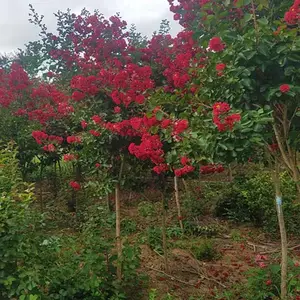 �е���4������ޱ����������
