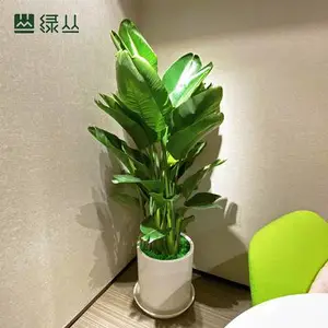 武汉写字楼植物租赁,办公室花卉租摆养护武汉植物盆栽 绿植花卉 绿丛园林北欧风天堂鸟 大厅摆放植物