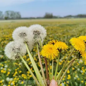 �����Ŷ����ӣ��ѹ�Ӣ�����������ѹ�Ӣ������۸�