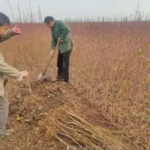 �����й����һ�С����� �������һ���������