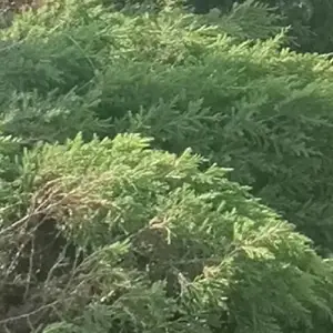 双塔求购出售东方松树塔松桧柏苗