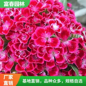 ����ʯ�� ������ֲ ���� ���� ����԰���쾰�����ֲ