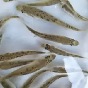 白蕉鲈鱼苗大量出售 成活*** 病害少 生长速度快 空运全国