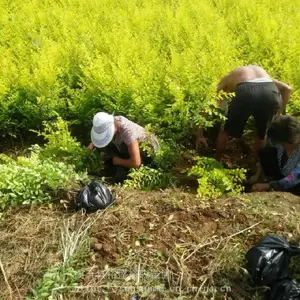 陕西周至县金叶女贞产地批发|营养钵金叶女贞|丛生金叶女贞