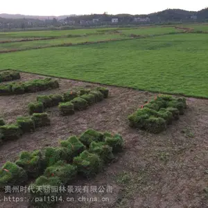 供应贵州草坪供应重庆草坪供应马尼拉草坪供应台湾二号草坪供应混播草坪