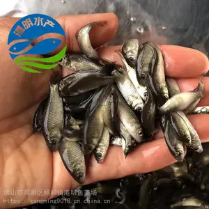 ����Բͷ��������ֳ -��ˮ���������紺�����ȹ�Ӧ-�ƽ�������***��